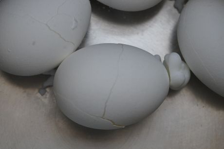 Jaja, kuvanje jaja, Vaskrs, Uskrs