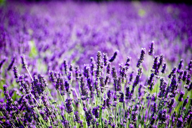 Lavanda