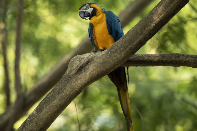 Brazil Rio Macaw Love, papagaj Brazil Rio Macaw Love, papagaj