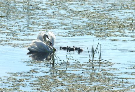 Sremski Karlovci, Karlovački dunavac