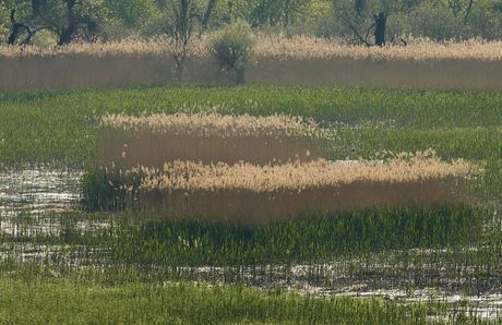 Sremski Karlovci, Karlovački dunavac