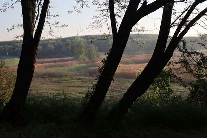 Sremski Karlovci, Karlovački dunavac