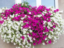 surfinija, viseća petunija, cveće, balkon, uređenje stana terase, prozora, proleće