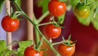 Ako želite da vam paradajz rodi bogato, pored njega zasadite i ove 3 biljke