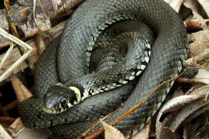 Natrix natrix – belouška 40.000,00 dinara Natrix natrix – belouška 40.000,00 dinara