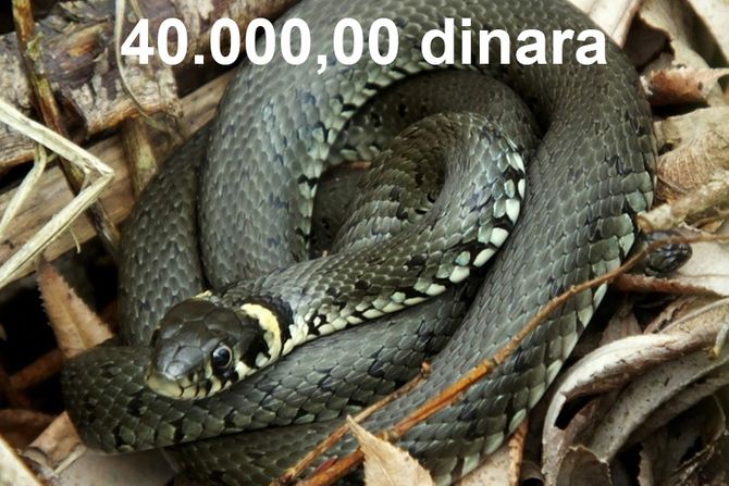 Natrix natrix – belouška 40.000,00 dinara