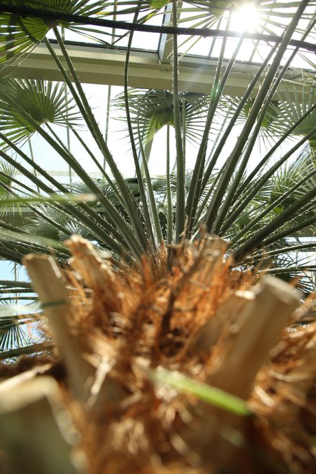 Botanička bašta, Jevremovac