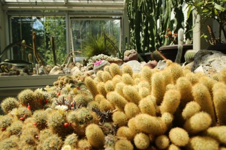 Botanička bašta, Jevremovac