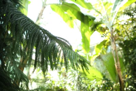 Botanička bašta, Jevremovac