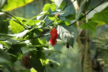 Botanička bašta, Jevremovac