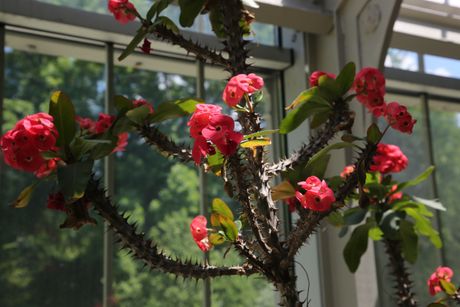 Botanička bašta, Jevremovac