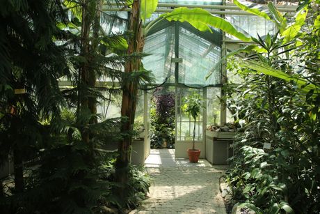 Botanička bašta, Jevremovac