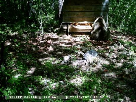 Medved, Ljig Medved, Ljig