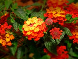 Lantana