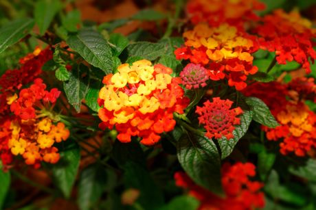 Lantana