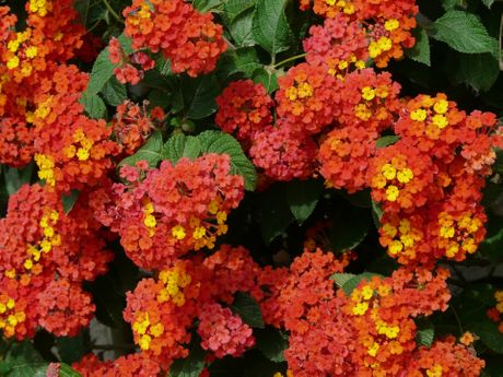 Lantana