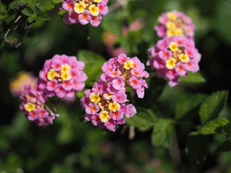 Lantana