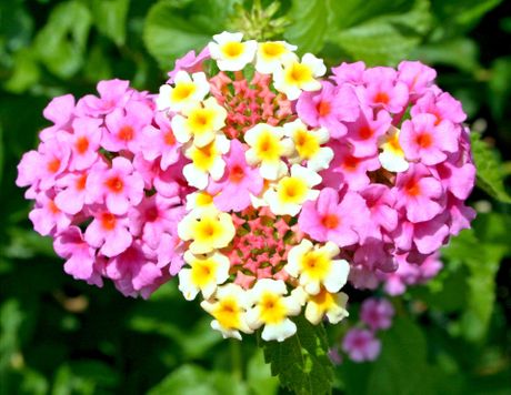 Lantana