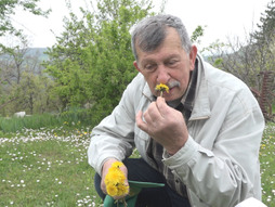 maslačak; foto RINA