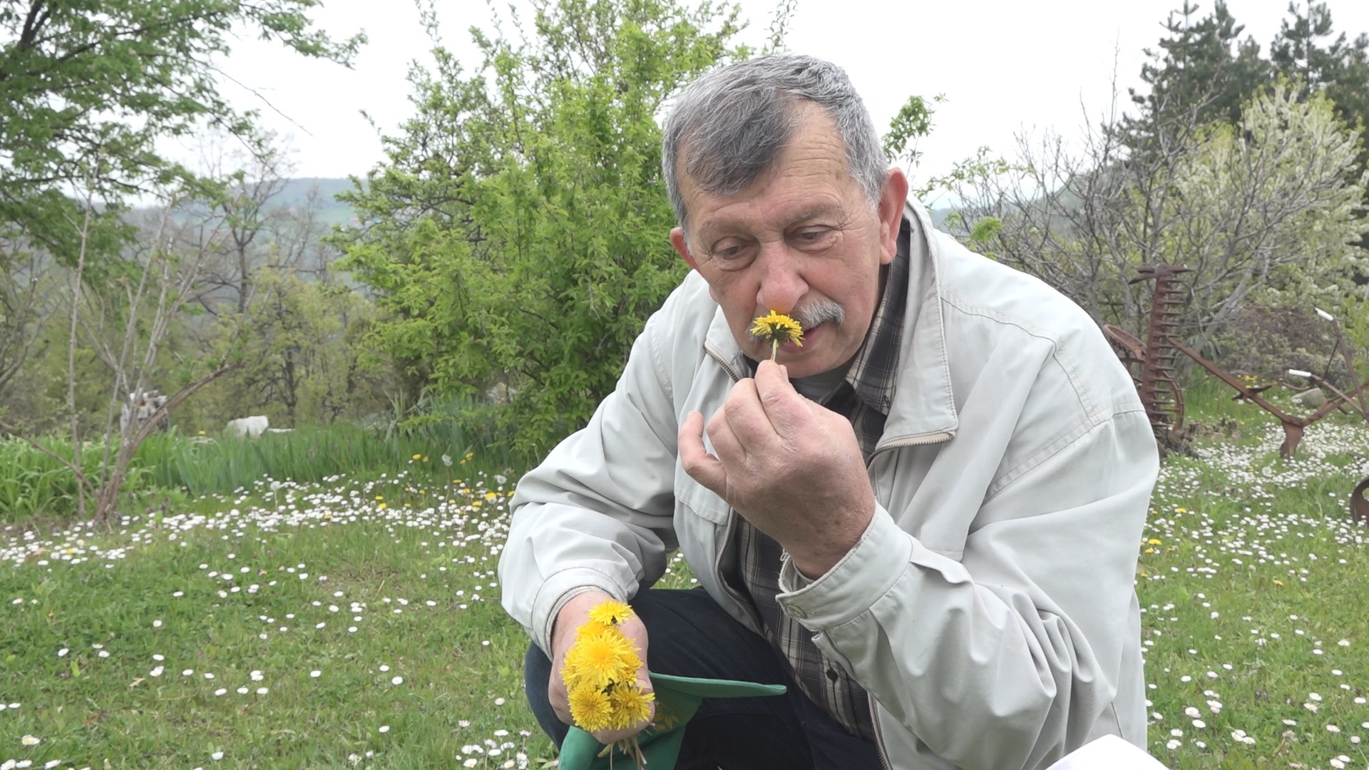Biljka koju gazite svakog dana u dvorištu može da završi u čaju i salati: Narod ga jeo vekovima, vi izmišljate