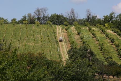 Grocka, Proleće na Dunavu Grocka, Proleće na Dunavu