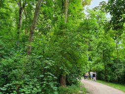 Šuma, ljudi, šetnja