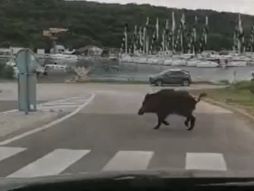 Pula, divlja svinja