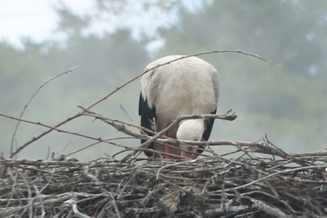 Roda napravila gnezdo na banderi ulične rasvete