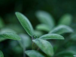 Žalfija, čaj, biljka