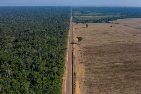 Amazonija, krčenje šume