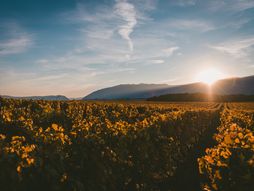 vinograd