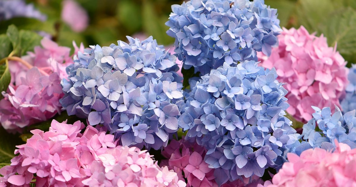 Dodajte ovo u zemlju i gledajte čudo: Hortenzije će vam procvetati kao nikada