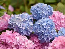 Hortenzije, hortenzija