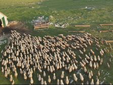 Pešter najveće stado ovaca na Blakanu, porodica Kurtagić