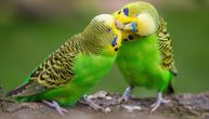 Papagaji naučili da koriste video-pozive: Naučnici pomažu kućnim ljubimcima da se izbore sa usamljenošću