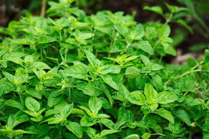 origano origano
