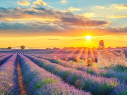 Polje lavande, lavanda