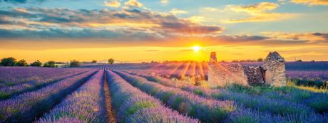 Polje lavande, lavanda