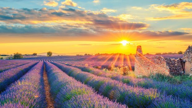 Polje lavande, lavanda