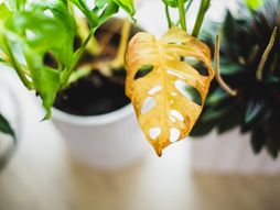 Uvela, žuta, trula biljka