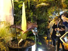 The Sumatran titan arum  amorphophallus titanum Kozlac cvet Varšava Poljska