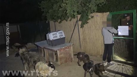 Azil za pse, Kragujevac, hapšenje Azil za pse, Kragujevac, hapšenje