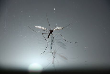 Divovski komarac