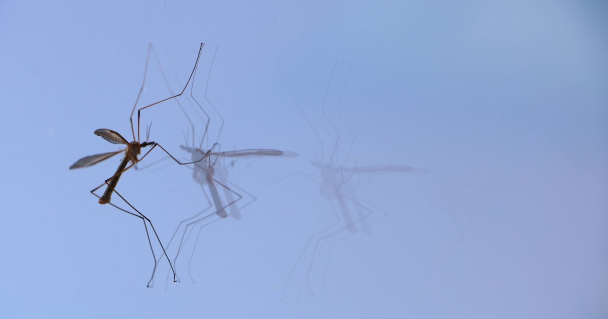 Nastavlja se suzbijanje odraslih komaraca Telegraf.rs