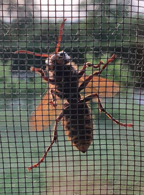 stršljen, Kosmaj stršljen, Kosmaj