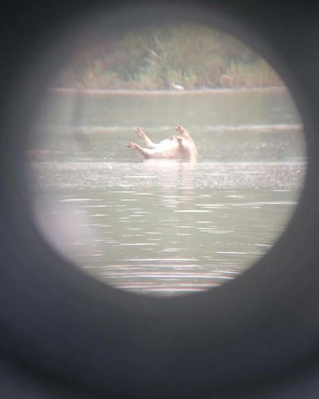 Divlja svinja Šabac Divlja svinja Šabac