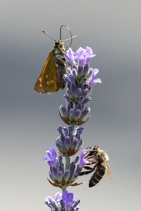 Lavanda, insekti