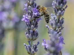 Lavanda, insekti
