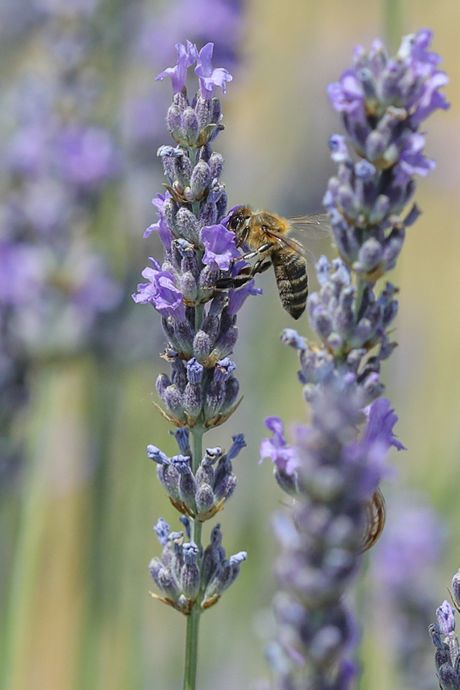 Lavanda, insekti