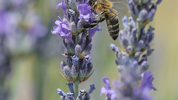 Lavanda, insekti